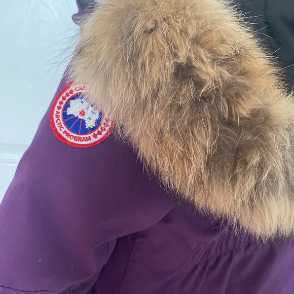 Purple Canada Goose - Picture 4 of 8